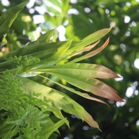 Ancistrocladus hamatus (Vahl) Gilg